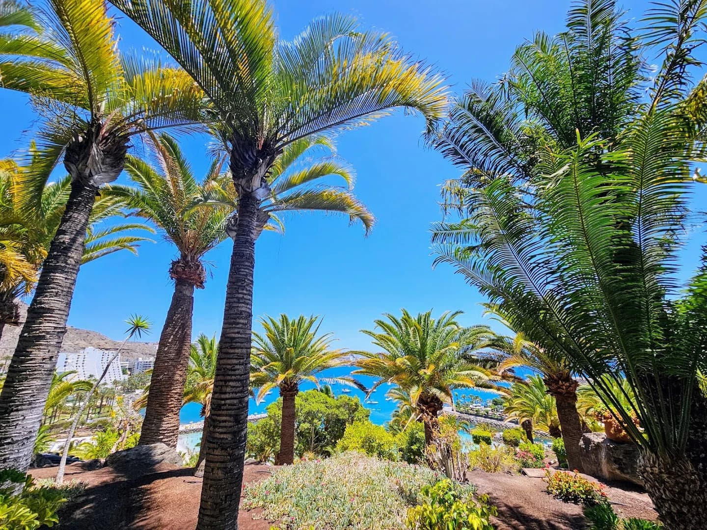 Anfi Beach Club Bar La Posada - Photo 4