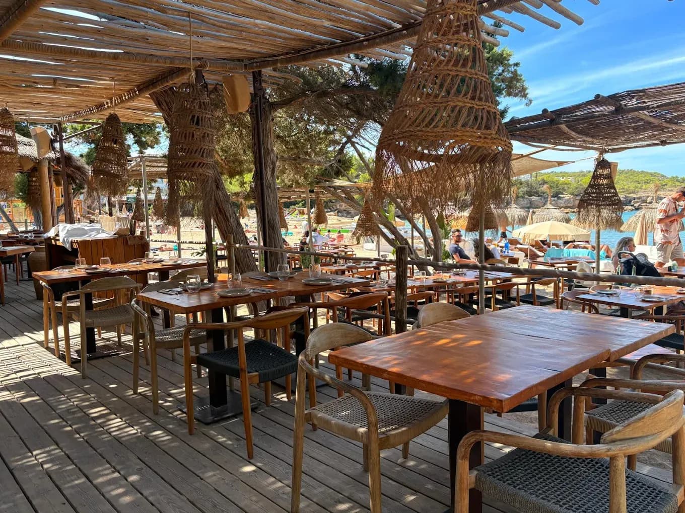 Tigre Morado Ibiza