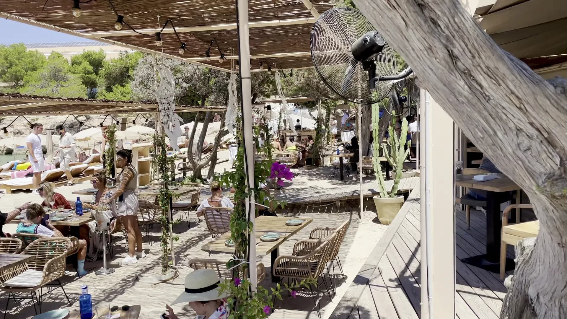 Tigre Morado Ibiza - Photo 2