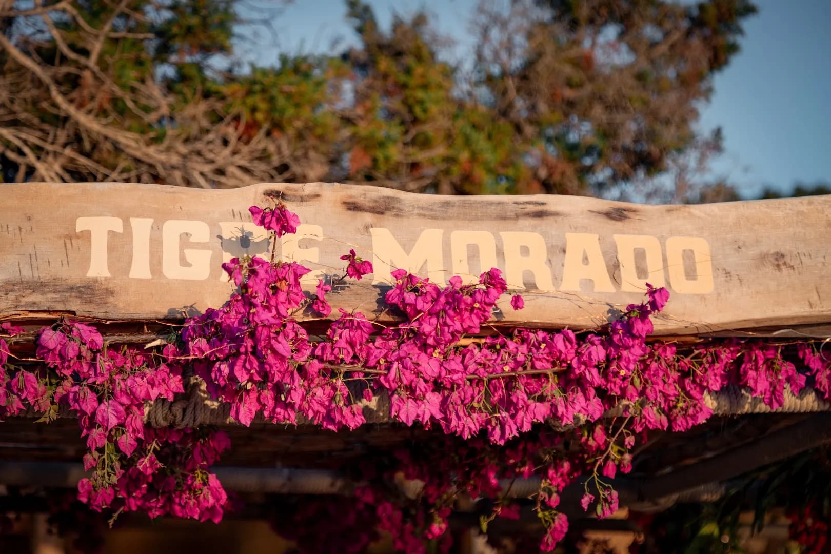 Tigre Morado Ibiza - Photo 4